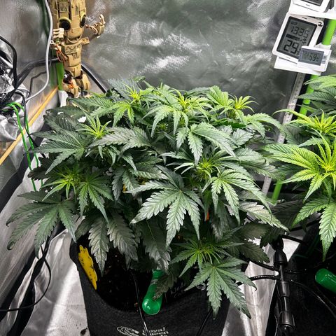 Wedding Cake Auto growlog photo: Wächst super, deutliche Blütenbildung sichtbar