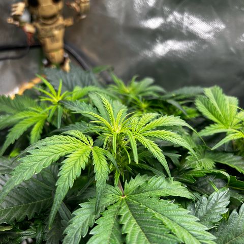 Wedding Cake Auto growlog timeline photo