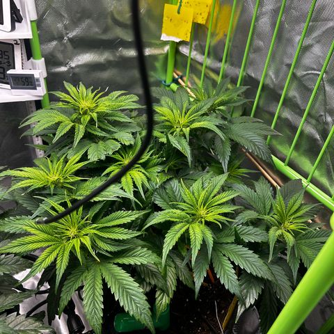 Hyperion F1 growlog photo: Deutliche Blütenbildung 
