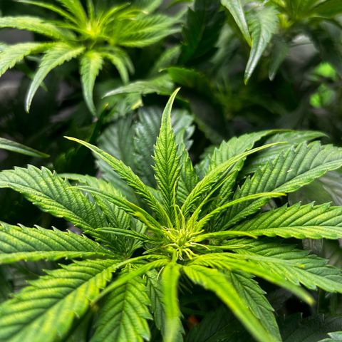 Hyperion F1 growlog photo: Deutliche Blütenbildung 