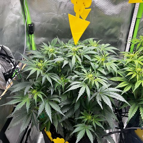 Wedding Cake Auto growlog photo: Wächst & Wächst die Dame 👍🏻
Kleines Problem mit Trauerfliegen, hab Nematoden schon bestellt, dann is es schnell kein Thema mehr 