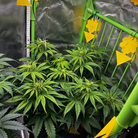 Hyperion F1 growlog photo: Wächst & Wächst die Dame 👍🏻
Kleines Problem mit Trauerfliegen, hab Nematoden schon bestellt, dann is es schnell kein Thema mehr 