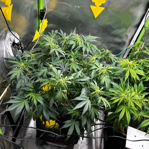 Wedding Cake Auto growlog photo: Ein bisschen entlaubt & Trainiert damit soweit alle Blüten Licht bekommen