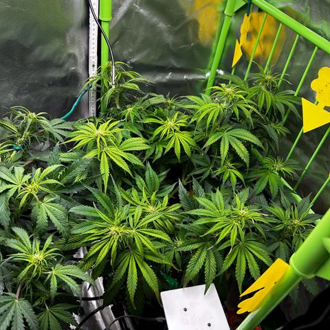 Hyperion F1 growlog photo: Ein bisschen entlaubt & Trainiert damit soweit alle Blüten Licht bekommen