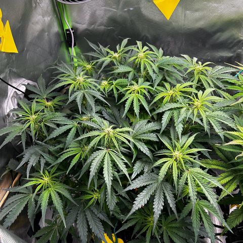 Wedding Cake Auto growlog photo: Schönes Blätterdach 