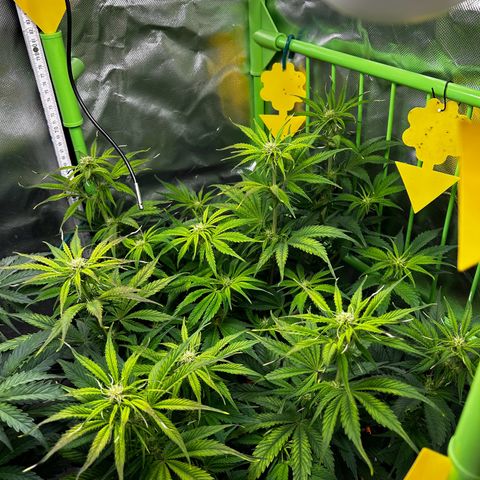 Hyperion F1 growlog photo: Schönes Blätterdach 