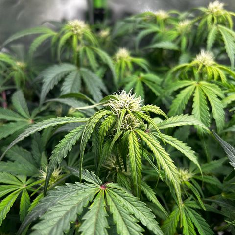 Wedding Cake Auto growlog timeline photo