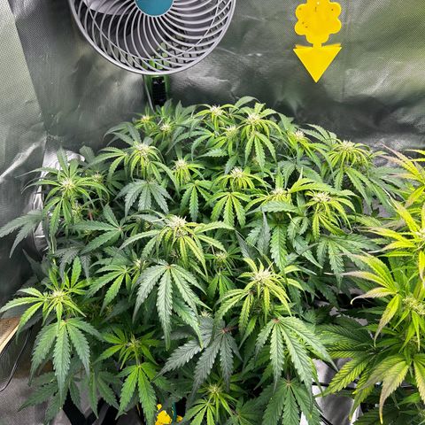 Wedding Cake Auto growlog timeline photo