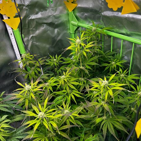Hyperion F1 growlog timeline photo
