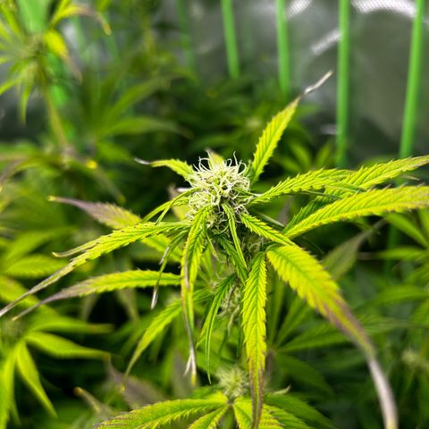 Hyperion F1 growlog timeline photo