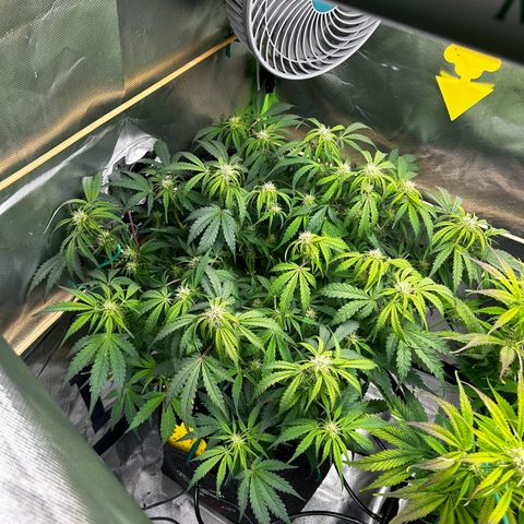 Wedding Cake Auto growlog photo: Das letzte mal entlaubt, jetzt darf sie sich auch ihre Blüten konzentrieren 