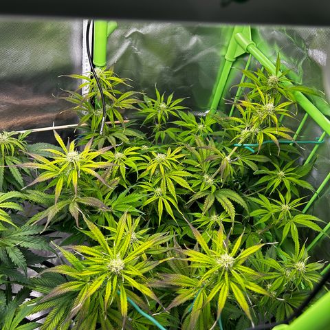 Hyperion F1 growlog photo: Das letzte mal entlaubt, jetzt darf sie sich auch ihre Blüten konzentrieren 