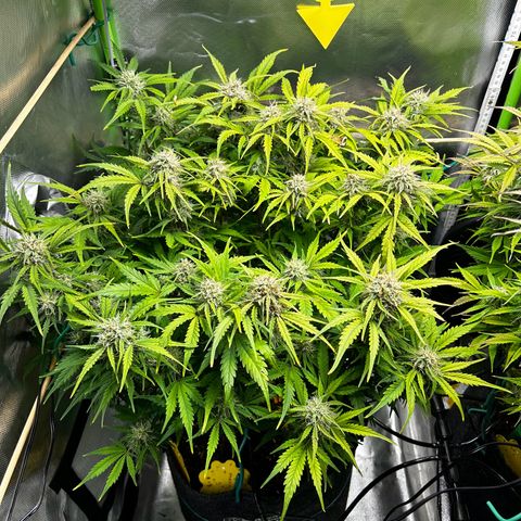 Wedding Cake Auto growlog photo: Ab jetzt beginnt die Spülphase