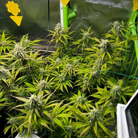 Hyperion F1 growlog photo: Ab jetzt beginnt die Spülphase