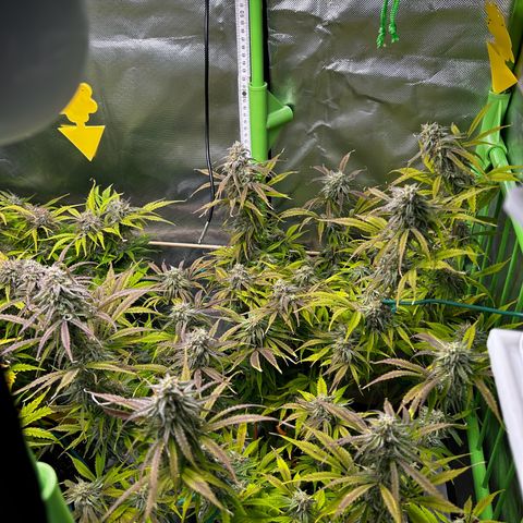 Hyperion F1 growlog timeline photo
