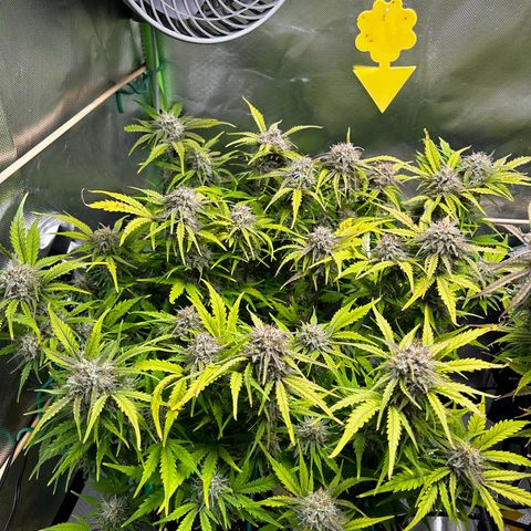 Wedding Cake Auto growlog timeline photo