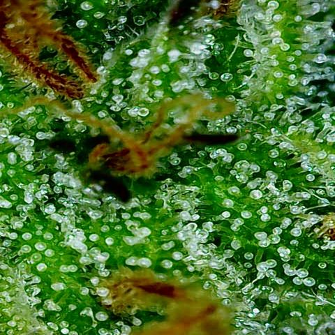 Wedding Cake Auto growlog photo: Einmal die Trichome zum heutigen Stand
Riecht einfach Mega das Zelt 