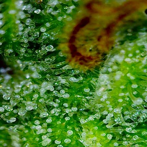 Wedding Cake Auto growlog photo: Einmal die Trichome zum heutigen Stand
Riecht einfach Mega das Zelt 