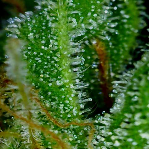 Hyperion F1 growlog photo: Einmal die Trichome stand heute
Riecht echt lecker im Zelt 