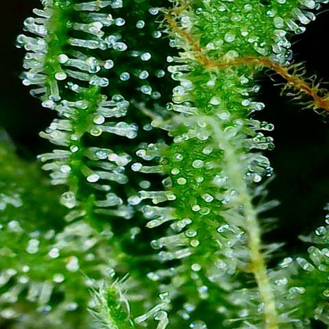 Hyperion F1 growlog photo: Einmal die Trichome stand heute
Riecht echt lecker im Zelt 