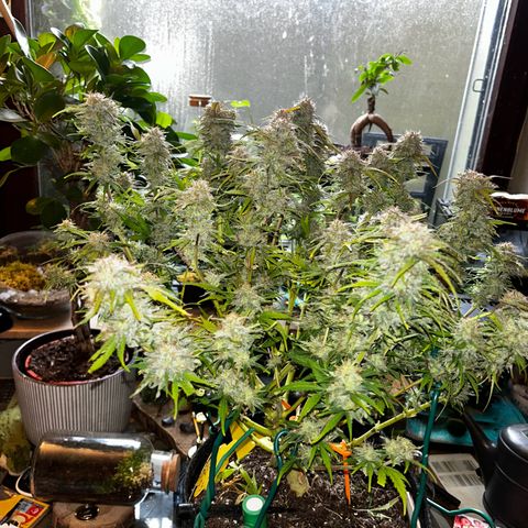 Wedding Cake Auto growlog photo: Der Zeitpunkt ist gekommen die gute Dame hängt, jetzt dient das Growzelt für 1-2Wochen als Dunkelkammer 💪🎉