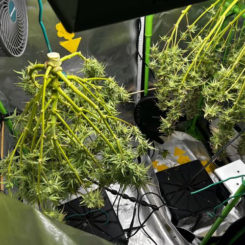 Wedding Cake Auto growlog photo: Der Zeitpunkt ist gekommen die gute Dame hängt, jetzt dient das Growzelt für 1-2Wochen als Dunkelkammer 💪🎉