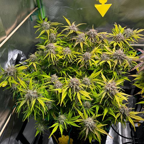 Wedding Cake Auto growlog photo: Der Zeitpunkt ist gekommen die gute Dame hängt, jetzt dient das Growzelt für 1-2Wochen als Dunkelkammer 💪🎉