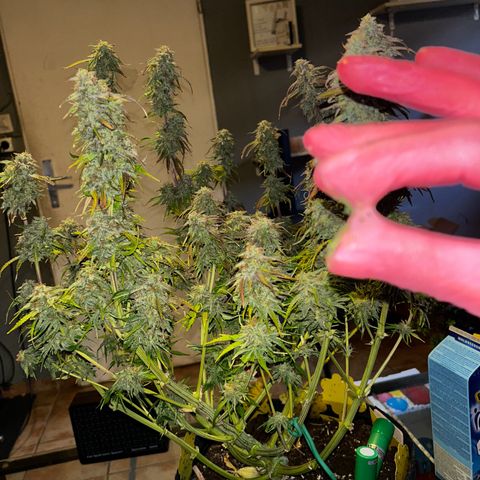 Hyperion F1 growlog photo: Der Zeitpunkt ist gekommen die gute Dame hängt, jetzt dient das Growzelt für 1-2Wochen als Dunkelkammer 💪🎉