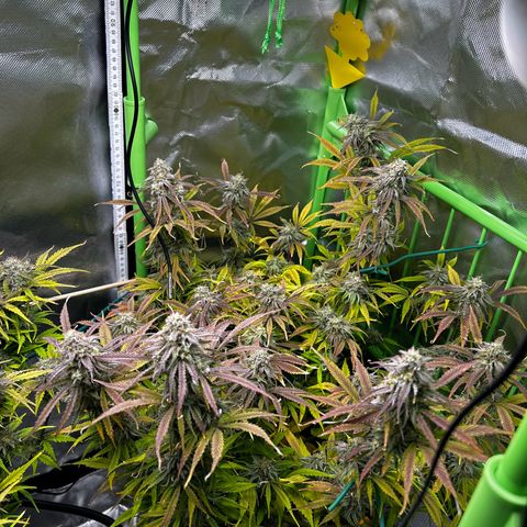 Hyperion F1 growlog photo: Der Zeitpunkt ist gekommen die gute Dame hängt, jetzt dient das Growzelt für 1-2Wochen als Dunkelkammer 💪🎉