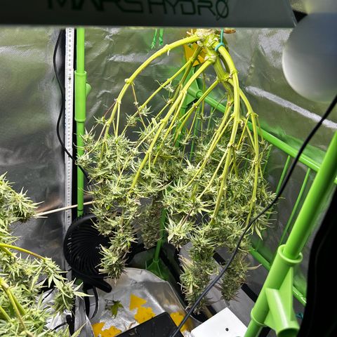 Hyperion F1 growlog photo: Der Zeitpunkt ist gekommen die gute Dame hängt, jetzt dient das Growzelt für 1-2Wochen als Dunkelkammer 💪🎉