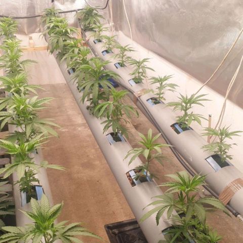 Skunk 1 growlog timeline photo