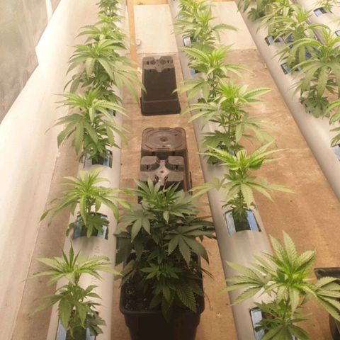 Skunk 1 growlog timeline photo