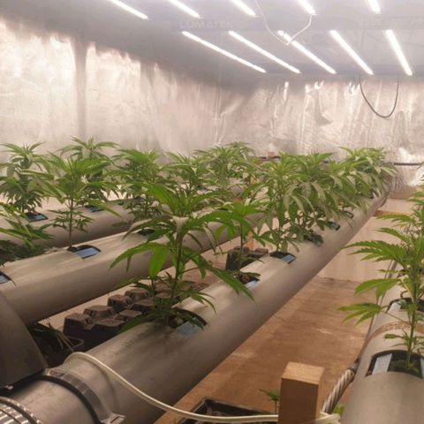 Skunk 1 growlog timeline photo