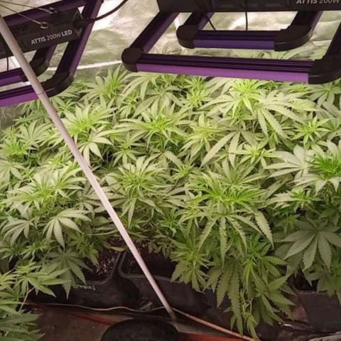 Skunk 1 growlog timeline photo