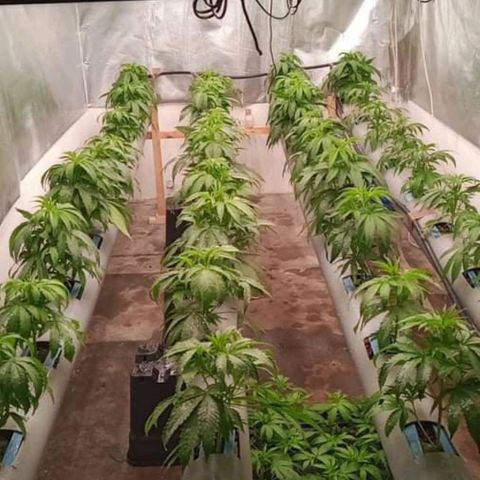 Skunk 1 growlog timeline photo