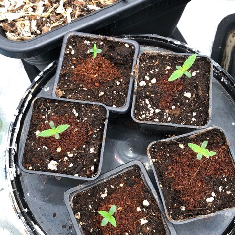 Lsd féminise growlog photo: 3 jour sorti terre 🌱🍀