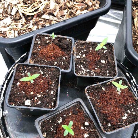 Lsd féminise growlog timeline photo