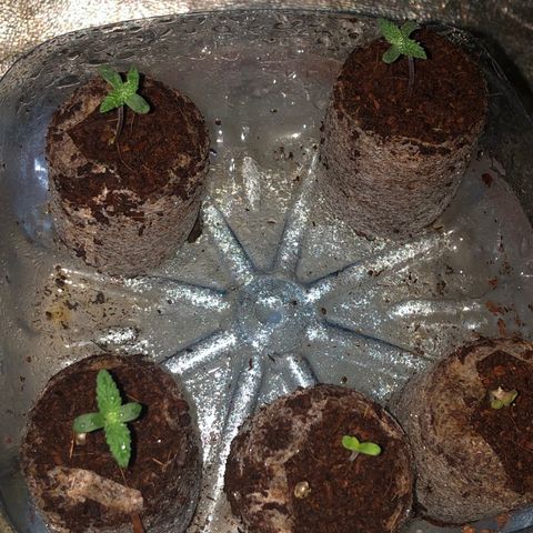 Lsd féminise growlog timeline photo
