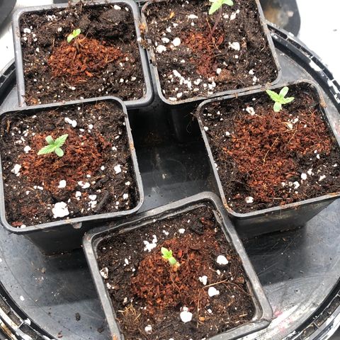 Lsd féminise growlog timeline photo