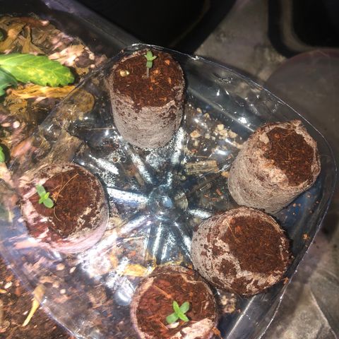 Lsd féminise growlog timeline photo