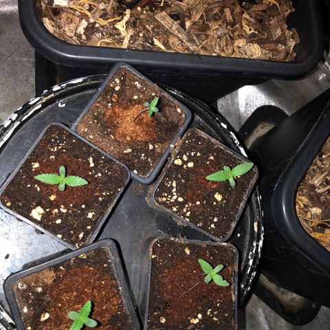 Lsd féminise growlog timeline photo