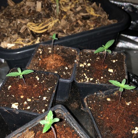 Lsd féminise growlog timeline photo