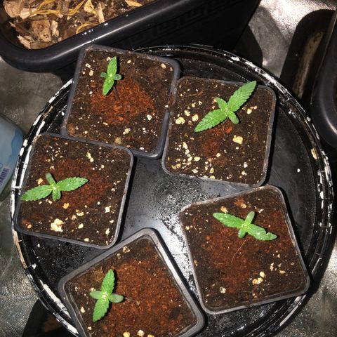 Lsd féminise growlog timeline photo