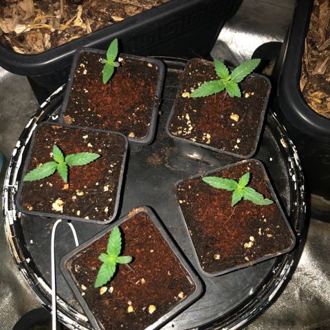 Lsd féminise growlog timeline photo
