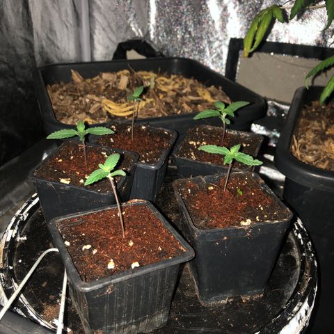 Lsd féminise growlog timeline photo