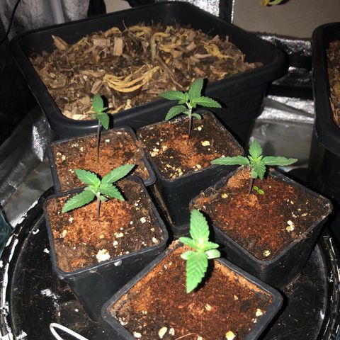 Lsd féminise growlog timeline photo