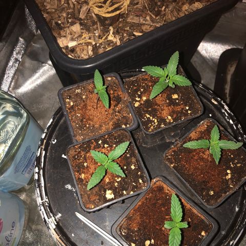 Lsd féminise growlog timeline photo