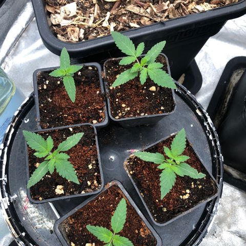 Lsd féminise growlog timeline photo