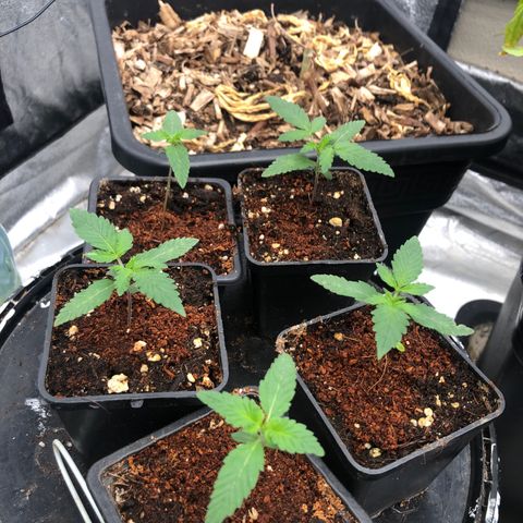 Lsd féminise growlog timeline photo