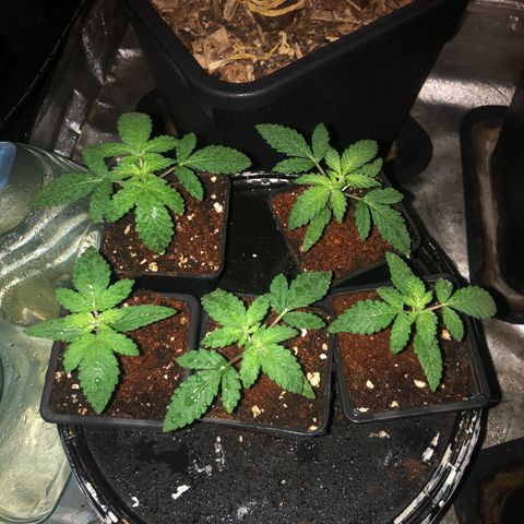 Lsd féminise growlog timeline photo